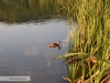 Lacul Brateni